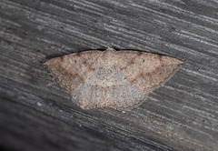 Taxeotis perlinearia