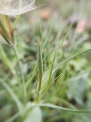 Tragopogon pratensis