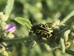 Calligrapha serpentina