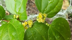 Sarcomphalus platyphyllus