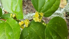 Sarcomphalus platyphyllus