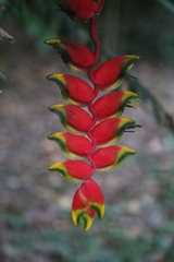 Heliconia rostrata
