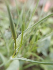 Tragopogon pratensis