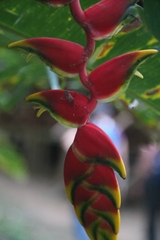 Heliconia rostrata