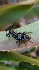 Zenodorus orbiculatus