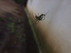 Leucauge decorata