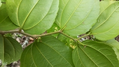 Sarcomphalus platyphyllus