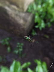 Leucauge decorata