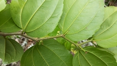 Sarcomphalus platyphyllus