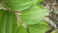 Sarcomphalus platyphyllus