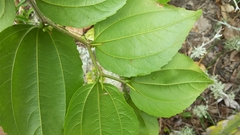 Sarcomphalus platyphyllus