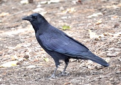 Corvus