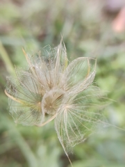 Tragopogon pratensis