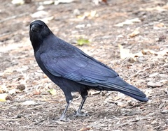 Corvus