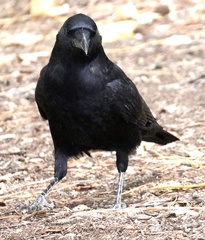 Corvus