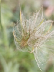 Tragopogon pratensis