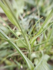 Tragopogon pratensis