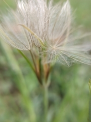 Tragopogon pratensis