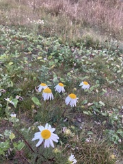 Tripleurospermum inodorum