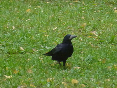 Corvus frugilegus