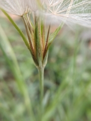 Tragopogon pratensis