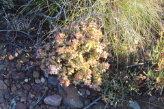 Crassula rupestris