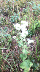 Eupatorium rotundifolium