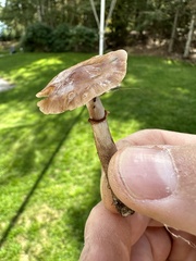 Cyclocybe erebia