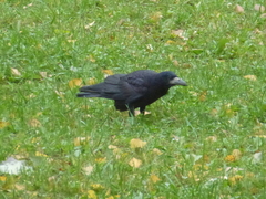 Corvus frugilegus