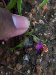 Cyanotis fasciculata