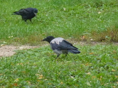 Corvus cornix