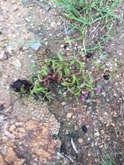 Cyanotis fasciculata