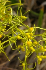 Euthamia caroliniana