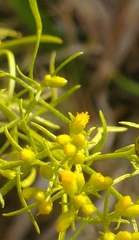 Euthamia caroliniana