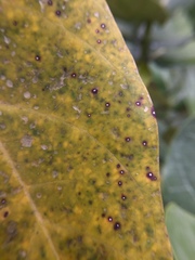 Passalora calotropidis