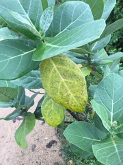 Passalora calotropidis