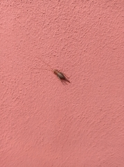 Arachnocephalus vestitus