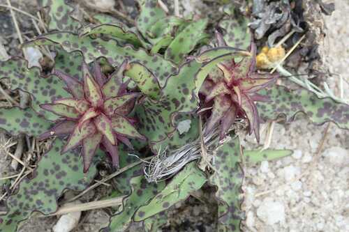 Eucomis vandermerwei