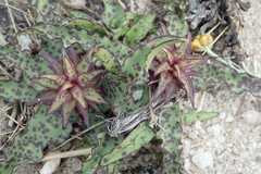 Eucomis vandermerwei