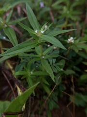 Spermacoce ocymoides