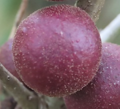 Disholcaspis globosa