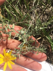 Heterotheca canescens