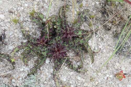 Eucomis vandermerwei