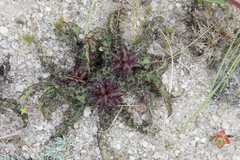 Eucomis vandermerwei