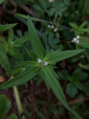 Spermacoce ocymoides