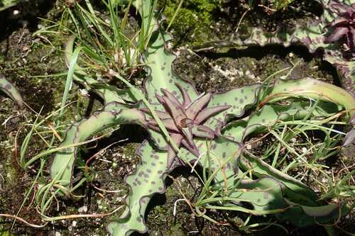 Eucomis vandermerwei
