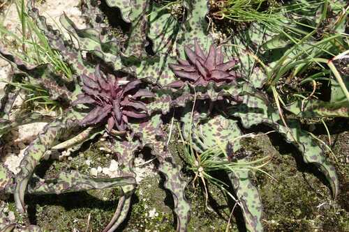 Eucomis vandermerwei