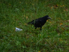 Corvus frugilegus