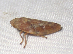Aphrophora