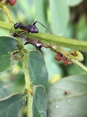 Camponotus compressus